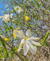 Image result for Gardenia volkensii