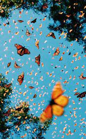 Aesthetic tumblr butterfly yellow wallpaper. Aesthetic Tumblr Vsco Butterfly Wallpaper Largest Wallpaper Portal