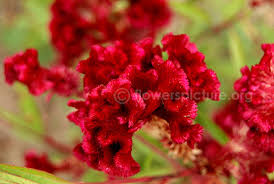 Common Name Crested Celosia Cockscomb Botanical Name Celosia Cristata Family Amaranthaceae Order Caryophyllales Flowers Herbaceous Perennials Garden Beds