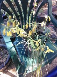 Image result for Albuca sp. no. 1