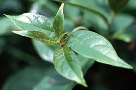 Image result for Terminalia boivinii