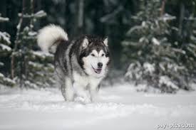 See more of alaskan malamut on facebook. Alaskan Malamute