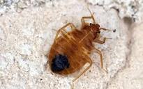 Allied Termite & Pest Control Blog