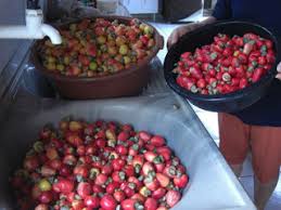 Resultado de imagem para caju do cerrado em PirenÃ³polis