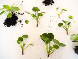 The moon valley pilea or pilea mollis is native to central and south america. Pilea Schneiden Wann Und Wie Ist Das Ratsam Ufopflanze
