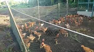 Penternakan Ayam Kampung Episod 1 Reban Youtube