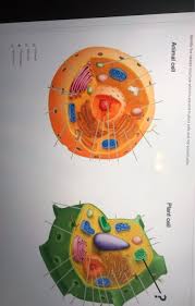 Chloroplasts enable plants to perform photosynthesis to make food. Identify The Labeled Structure Which Is Present In Chegg Com