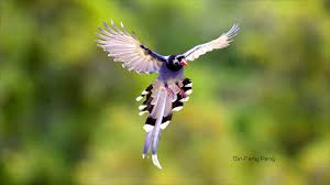 主頁 > 香港雀鳥資料 > 紅嘴藍鵲(藍喜鵲) blue magpie. å°ç£è—éµ² Taiwan Blue Magpie Youtube