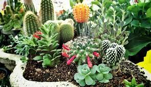 El jardín de cactus es una de las últimas obras de césar manrique creado sobre una antigua cantera y convertido en una auténtica plantación de una la cochinilla es un insecto cuya hembra parasita en un tipo de cactus denominado tunera. 1001 Idees Fantastiques De Decor Avec Plantes Grasses D Exterieur