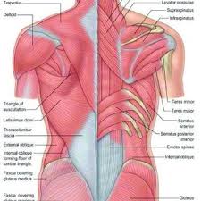 The muscles of the back﻿ are a group of strong, paired muscles that lie on the posterior aspect of ﻿cael, c. Origin And Insertion Of Back Muscles Download Scientific Diagram