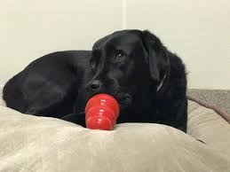 Eons ago, when dogs (and humans), still lived in the wild, dogs the urge to chew serves many purposes for your dog. Four Safe And Healthy Alternatives To Rawhide Chews For Dogs