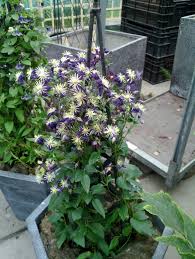 Most clematis vines grow best when their tops are in full sun and their roots are somewhat shaded. Clematis Aromatica Taylors Clematis