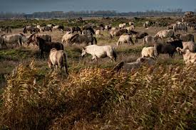 Omdat in de oostvaardersplassen onder het mom van natuurlijke processen niet aan populatiebeheer w. Hooi Of Honger Voor De Grazers Nrc