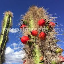 Also known as the totem pole cactus, the monstrosus is the result of a naturally occurring mutation and is native to a small area on the baja california the monstrose form of lophocereus schottii usually does not flower or seed but it can be propagated easily by taking cuttings from the top of the. Lophocereus Schottii Totempole Cactus Buy Seeds At Rarepalmseeds Com