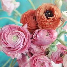 Nature Photograph Ranunulus Bouquet 5x5 Print Shabby Chic Flower Photography Fine Art Photo 11 25 Vi Beautiful Rose Flowers Flowers Photography Flowers