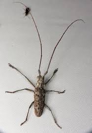 Black And Yellow Longhorn Beetle Uk Bug Of The Day Beetle Insect Bug Collection Beetle