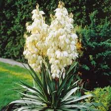 Adam S Needle Yucca Filamentosa Easy Perennials Flowers That Attract Hummingbirds Yucca Plant