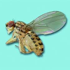 Maybe you would like to learn more about one of these? Eny 222 Ig091 Nuisance Nonbiting Flies Such As Filth Breeding Flies