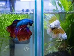 1:28 betta lover 415 841 просмотр. Close Up Of Two Half Moon Siamese Fighting Fish In A Fish Tank Stock Photo Picture And Royalty Free Image Image 101362133