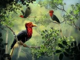 (lirik lagu daerah kaltim burung enggang) burung enggang merista (ciptaan: Heri Perawatan Enggang Lebih Mudah Tribun Pontianak