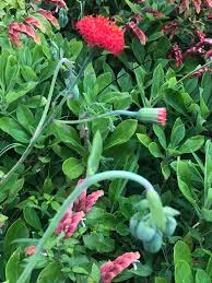 Image result for Kleinia abyssinica