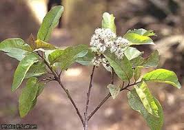Image result for Ehretia cymosa