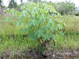 Image result for Manihot carthagenensis