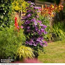 Image result for Clematis commutata