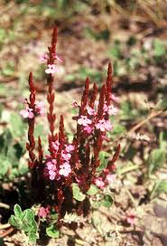 Image result for Striga gesnerioides