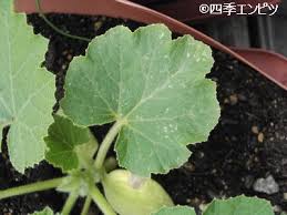 西洋カボチャの栽培記録 ベランダ菜園２０１０ その２ 四季エンピツ