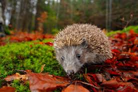 You can also use fencing as a control method, if you want to block the hedgehogs access to your garden altogether. How To Look After A Hedgehog In Your Garden Stihl Blog