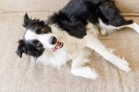 It's been many years this site served you well, but it becomes technically outdated and needs a major rework to bring ease of use. Meeting The Border Collie
