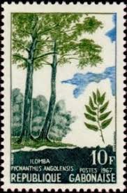 Image result for Pycnanthus angolensis