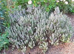 Image result for Satureja