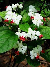 Bleeding Heart Shade Flowers Moon Garden Perennial Bushes