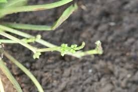 Image result for Wiesneria