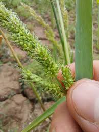 Image result for Echinochloa crus-pavonis