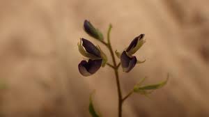 Image result for Pycnospora