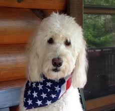Ask questions and learn about goldendoodles at nextdaypets.com. Goldendoodle And Labradoodle Puppies For Sale Glamour Doodles