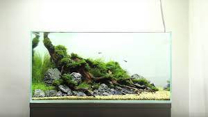 60cm Nature Planted Aquarium Hewan