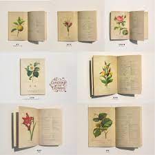 Goody Palmer Language Of Flowers Flower Factory Flower Quotes