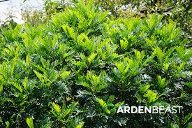 Image result for Filicium decipiens