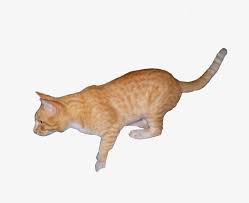 Аравийский мау / arabian mau. Orange Cat Png Arabian Mau Transparent Png 3648x2736 Free Download On Nicepng