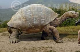 Image result for Megalochlamys