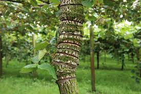 Die bodenbeschaffenheit beim kiwi pflanzen. Kiwi Pflanzen Pflege Anbau Im Garten Gartendialog De