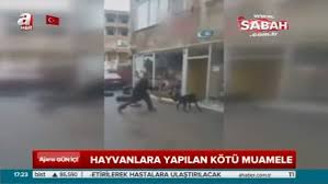 Iste Kur An I Kerim De Gecen Hayvan Adlari Kur An I Kerim De Hangi Hayvanlarin Adlari Var Videosunu Izle Son Dakika Haberleri
