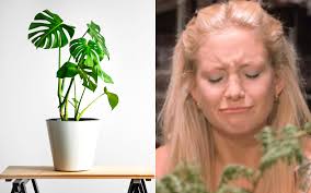 The Perfect Indoor Plants You Need If You're A Negligent Mother Like Me