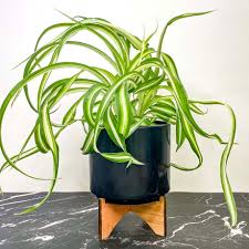 Image result for Chlorophytum stolzii