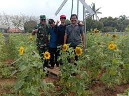 Taman bunga nusantara sendiri merupakan taman display bunga pertama yang ada di indonesia dan memiliki koleksi tanaman bunga yang cukup unik dan baca juga tempat wisata lain sekitar taman bunga nusantara, yaitu taman matahari. Pesona Taman Bunga Matahari Hadir Di Pasarkemis Jernih Melihat Peristiwa