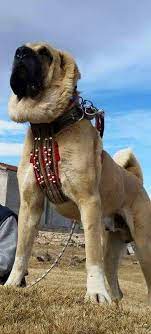 orhan genel dog breeds kangal dog big dogs